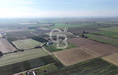 Bayındır 7.119 m² Tarla 107 m² Çelik Ev 250 Zeytin Ağacı 