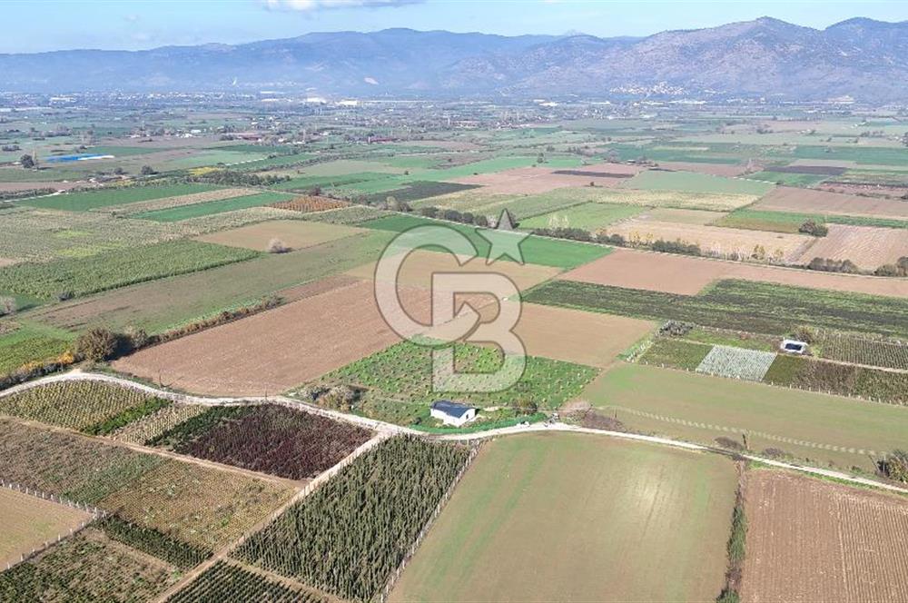 Bayındır 7.119 m² Tarla 107 m² Çelik Ev 250 Zeytin Ağacı 