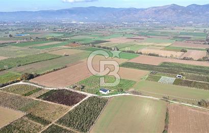 Bayındır 7.119 m² Tarla 107 m² Çelik Ev 250 Zeytin Ağacı 