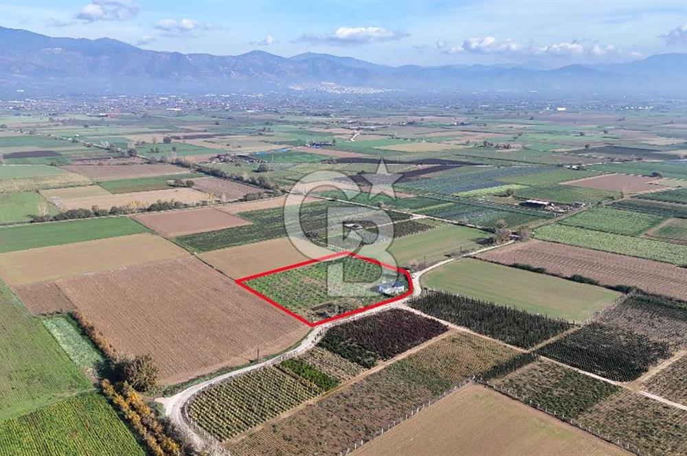 Bayındır 7.119 m² Tarla 107 m² Çelik Ev 250 Zeytin Ağacı 