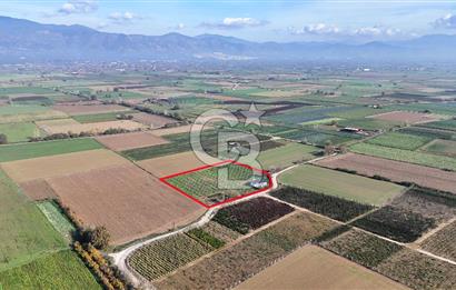 Bayındır 7.119 m² Tarla 107 m² Çelik Ev 250 Zeytin Ağacı 