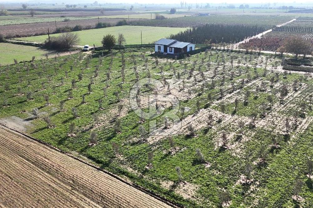 Bayındır 7.119 m² Tarla 107 m² Çelik Ev 250 Zeytin Ağacı 