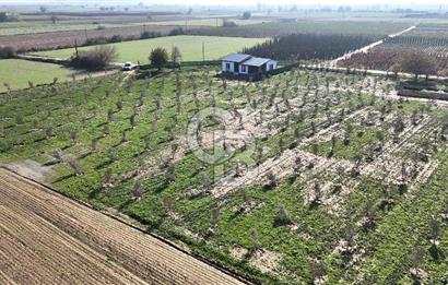 Bayındır 7.119 m² Tarla 107 m² Çelik Ev 250 Zeytin Ağacı 