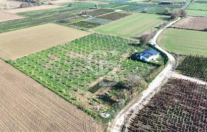 Bayındır 7.119 m² Tarla 107 m² Çelik Ev 250 Zeytin Ağacı 