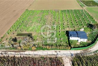 Bayındır 7.119 m² Tarla 107 m² Çelik Ev 250 Zeytin Ağacı  - 5 - 320792
