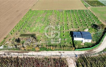 Bayındır 7.119 m² Tarla 107 m² Çelik Ev 250 Zeytin Ağacı 