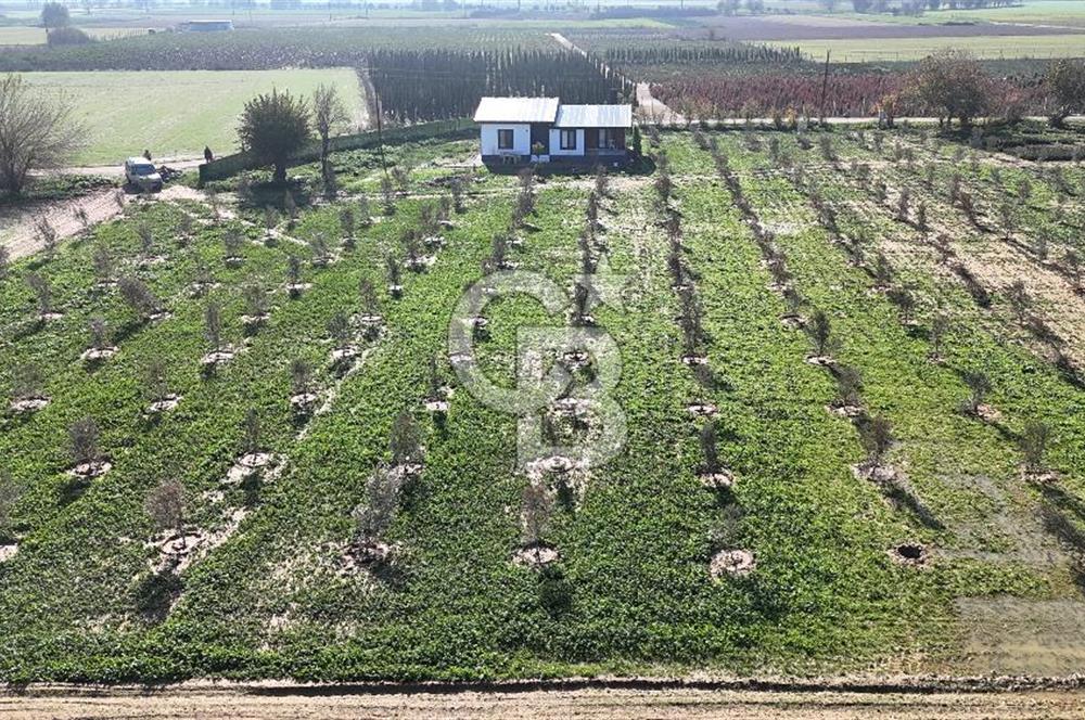 Bayındır 7.119 m² Tarla 107 m² Çelik Ev 250 Zeytin Ağacı 