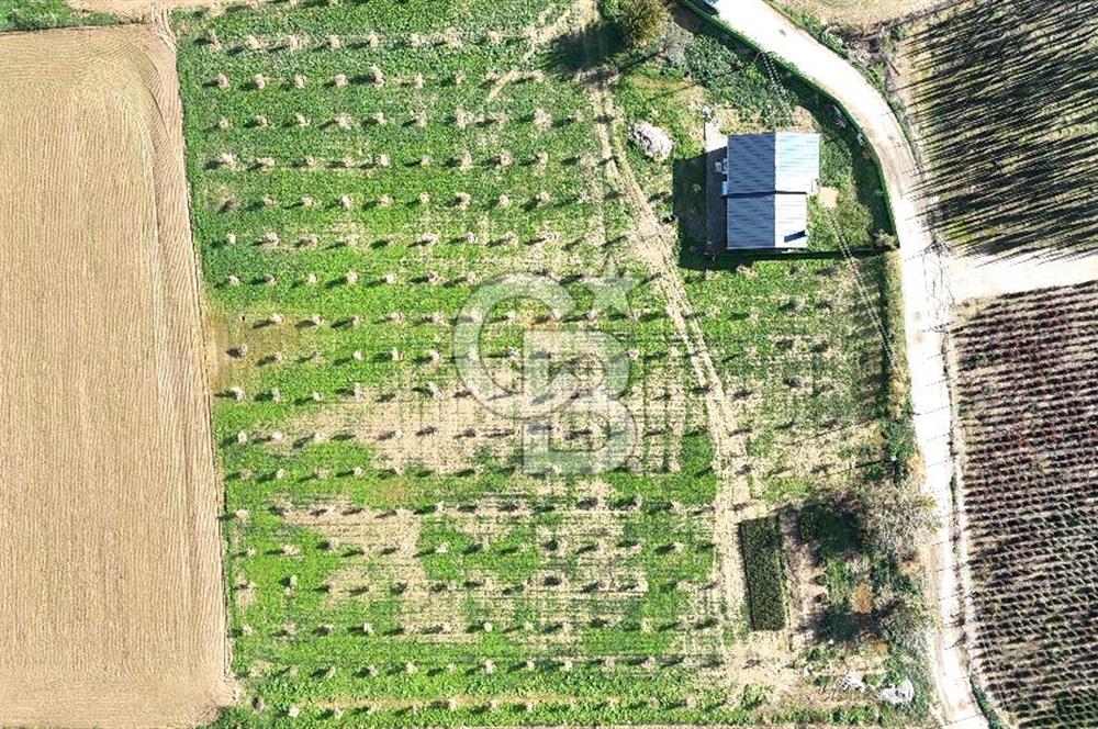 Bayındır 7.119 m² Tarla 107 m² Çelik Ev 250 Zeytin Ağacı 