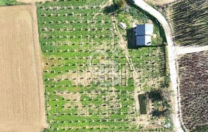 Bayındır 7.119 m² Tarla 107 m² Çelik Ev 250 Zeytin Ağacı 