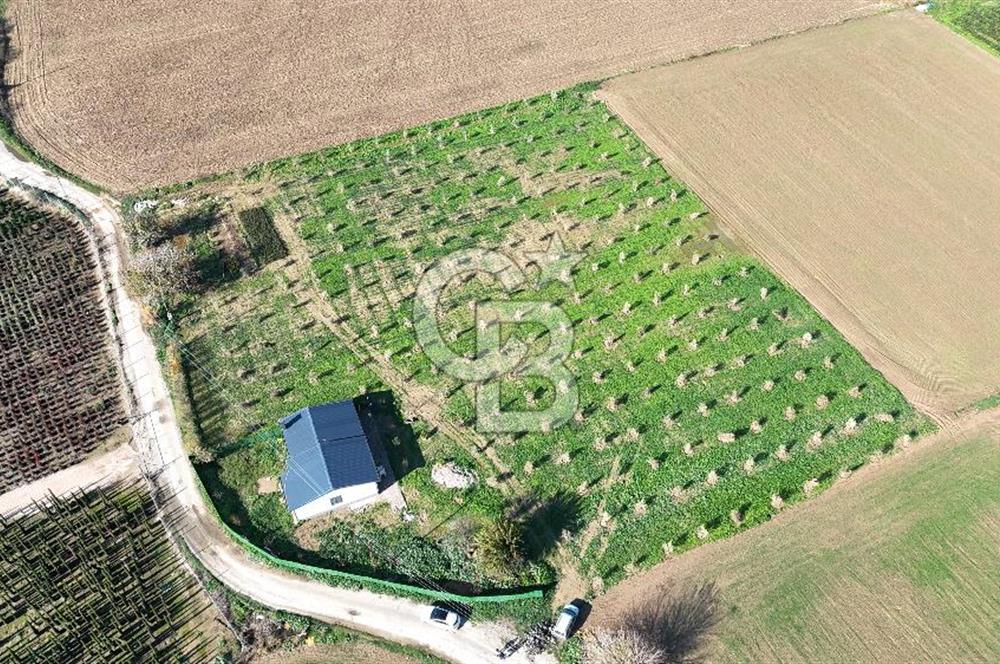 Bayındır 7.119 m² Tarla 107 m² Çelik Ev 250 Zeytin Ağacı 