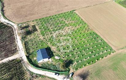 Bayındır 7.119 m² Tarla 107 m² Çelik Ev 250 Zeytin Ağacı 