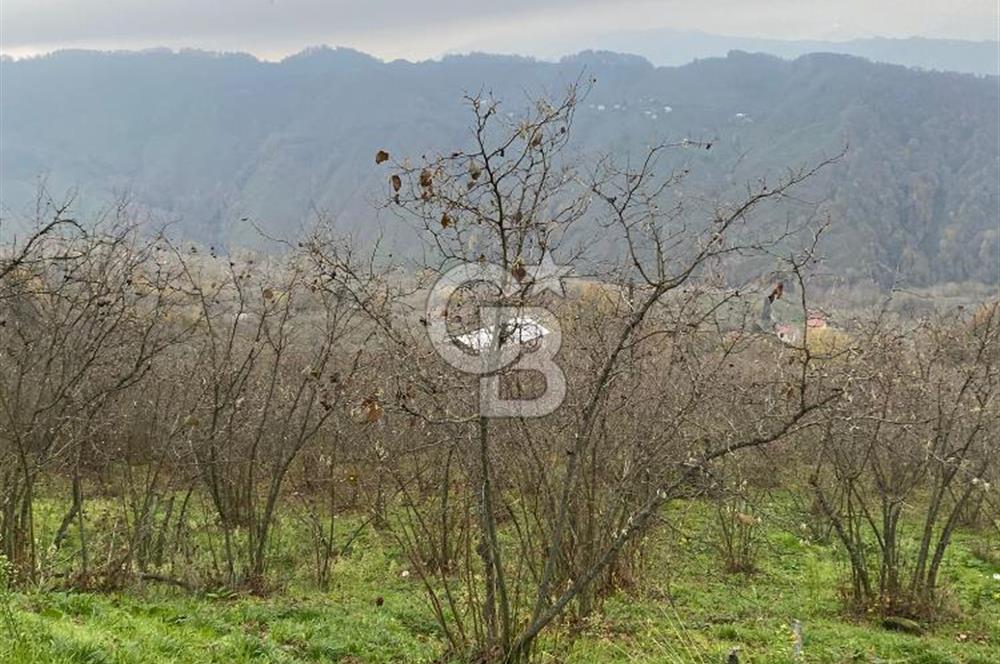 AKÇAKOCA'DA 2000 M2 MÜSTAKİL TAPULU 2 YOLA CEPHE SATILIK ARSA