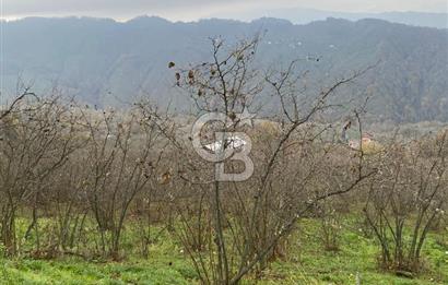 AKÇAKOCA'DA 2000 M2 MÜSTAKİL TAPULU 2 YOLA CEPHE SATILIK ARSA