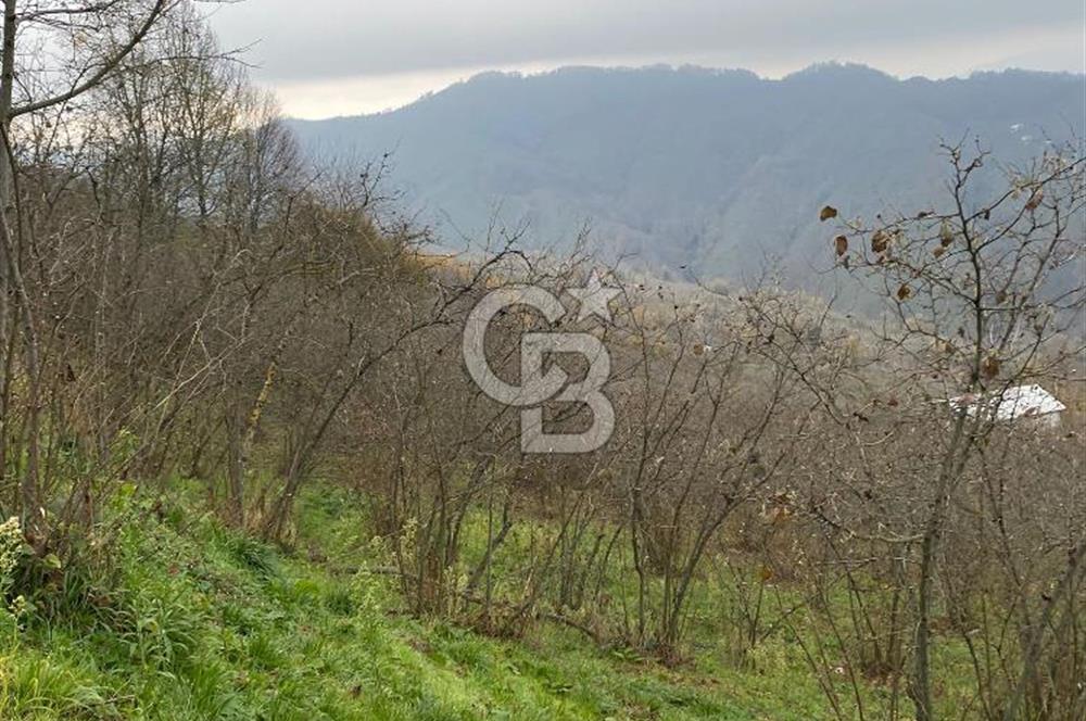 AKÇAKOCA'DA 2000 M2 MÜSTAKİL TAPULU 2 YOLA CEPHE SATILIK ARSA