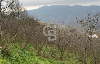 AKÇAKOCA'DA 2000 M2 MÜSTAKİL TAPULU 2 YOLA CEPHE SATILIK ARSA