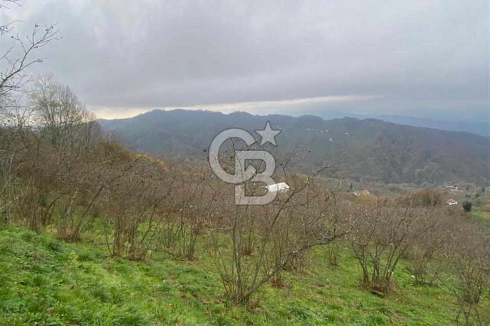 AKÇAKOCA'DA 2000 M2 MÜSTAKİL TAPULU 2 YOLA CEPHE SATILIK ARSA