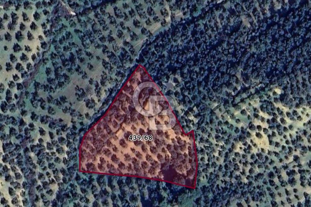 BURHANİYE ŞARKÖY'DE RESMİ YOLLU ZEYTİN AĞAÇLI YATIRIMLIK FIRSAT