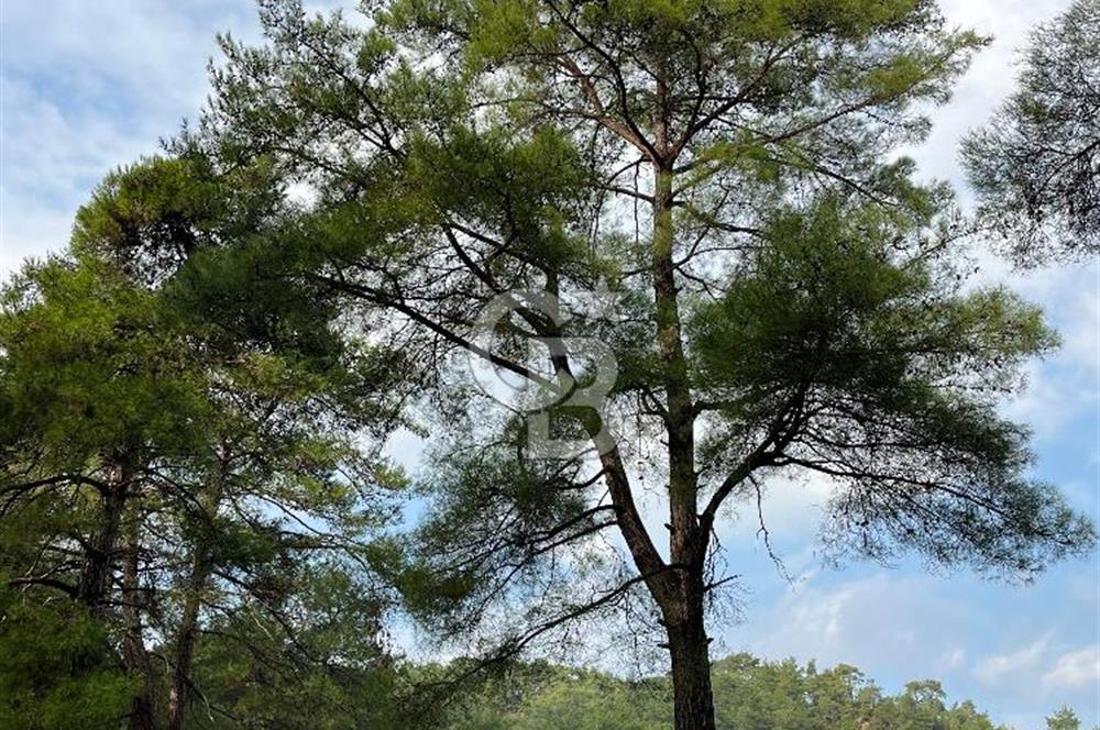 ANTALYA – Serik – Akçapınar | Dere & Orman Temaslı Özel Yaşam Parseli