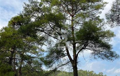 ANTALYA – Serik – Akçapınar | Dere & Orman Temaslı Özel Yaşam Parseli