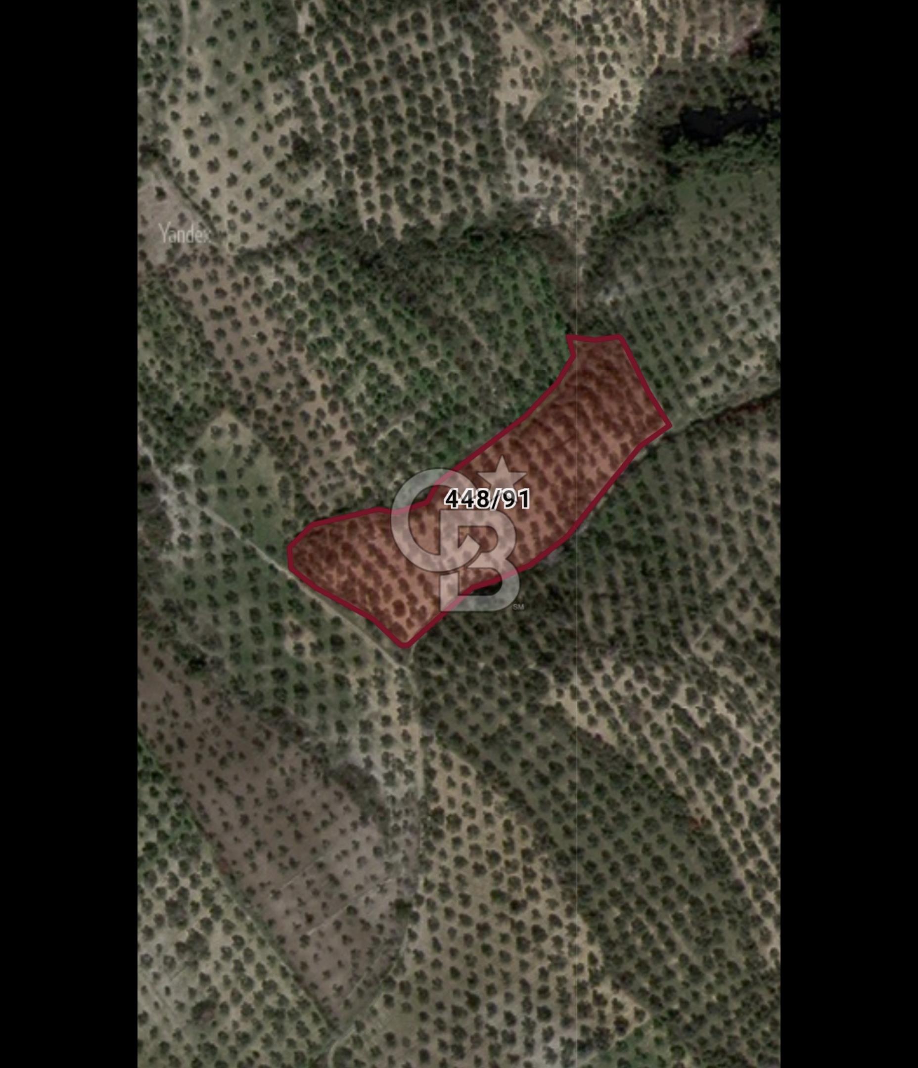 BURHANİYE ŞARKÖY'DE YATIRIMA UYGUN 12 DÖNÜM ZEYTİNLİK