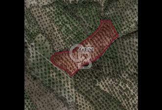 BURHANİYE ŞARKÖY'DE YATIRIMA UYGUN 12 DÖNÜM ZEYTİNLİK - 3 - 320862