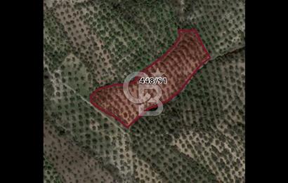 BURHANİYE ŞARKÖY'DE YATIRIMA UYGUN 12 DÖNÜM ZEYTİNLİK