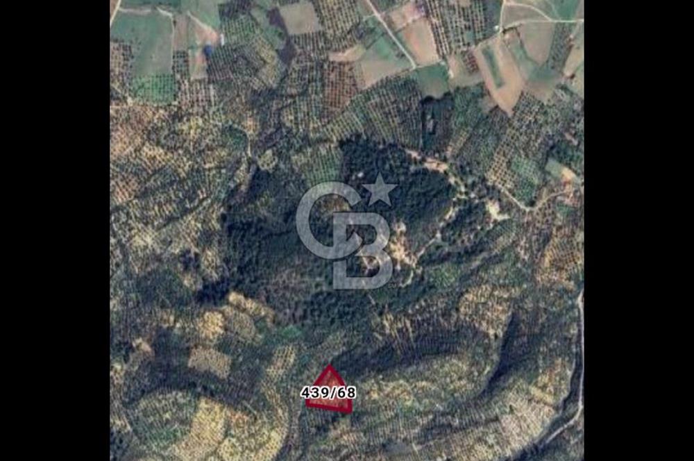 BURHANİYE ŞARKÖY'DE YATIRIMA UYGUN 12 DÖNÜM ZEYTİNLİK