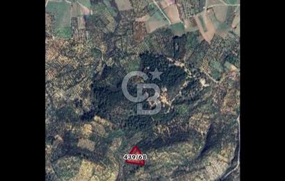 BURHANİYE ŞARKÖY'DE YATIRIMA UYGUN 12 DÖNÜM ZEYTİNLİK