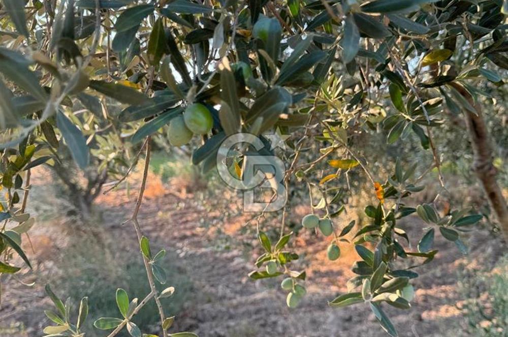 LOKASYONU ÇOK ÖZEL MÜKEMMEL ARAZİMİZİ SATIŞA SUNDUK!