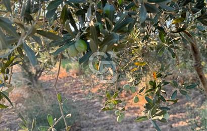 LOKASYONU ÇOK ÖZEL MÜKEMMEL ARAZİMİZİ SATIŞA SUNDUK!