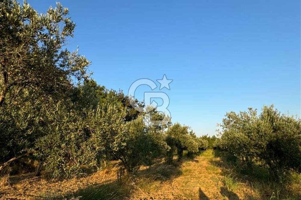 LOKASYONU ÇOK ÖZEL MÜKEMMEL ARAZİMİZİ SATIŞA SUNDUK!