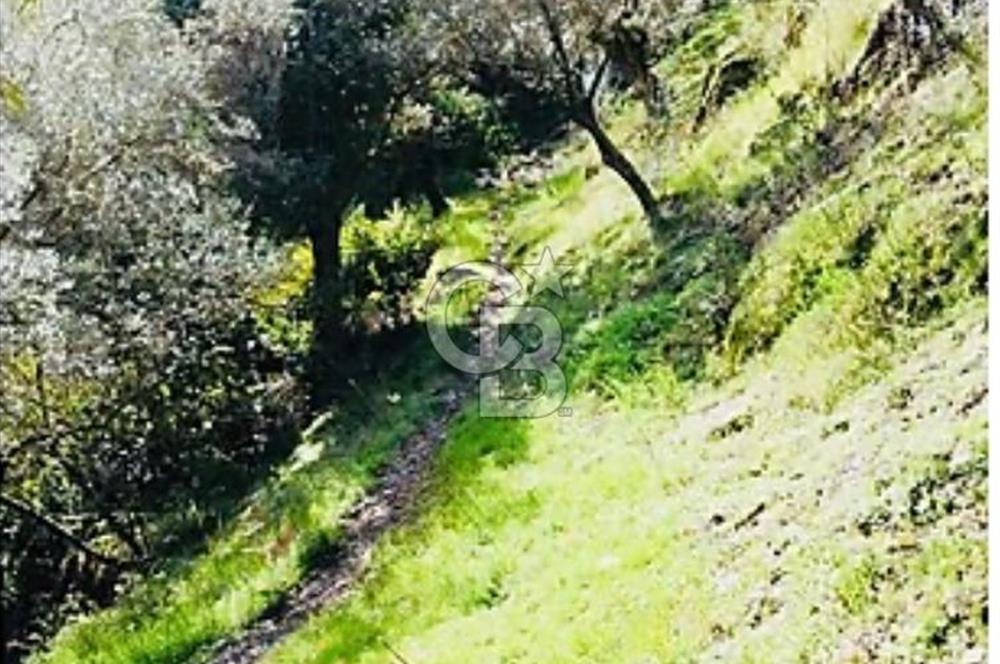 Bayındır Çamlıbel 6367m² Tek Tapu, Yola Cephe Satılık Zeytinlik