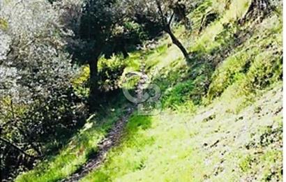 Bayındır Çamlıbel 6367m² Tek Tapu, Yola Cephe Satılık Zeytinlik