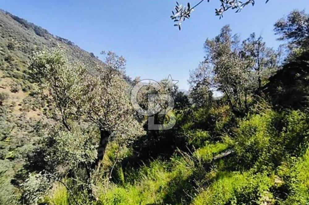 Bayındır Çamlıbel 6367m² Tek Tapu, Yola Cephe Satılık Zeytinlik