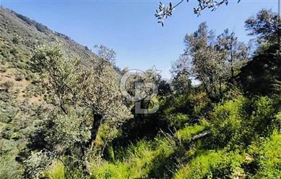 Bayındır Çamlıbel 6367m² Tek Tapu, Yola Cephe Satılık Zeytinlik