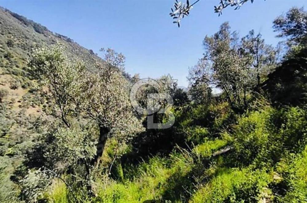 Bayındır Çamlıbel 6367m² Tek Tapu, Yola Cephe Satılık Zeytinlik