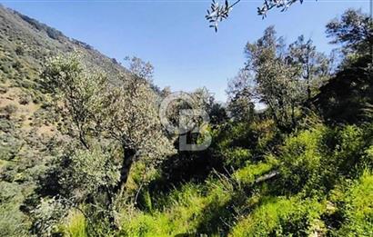 Bayındır Çamlıbel 6367m² Tek Tapu, Yola Cephe Satılık Zeytinlik