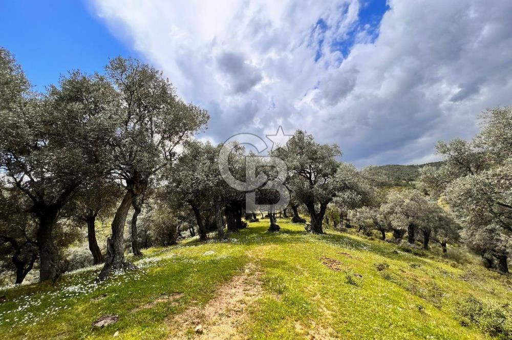 Bayındır Çamlıbel 6367m² Tek Tapu, Yola Cephe Satılık Zeytinlik