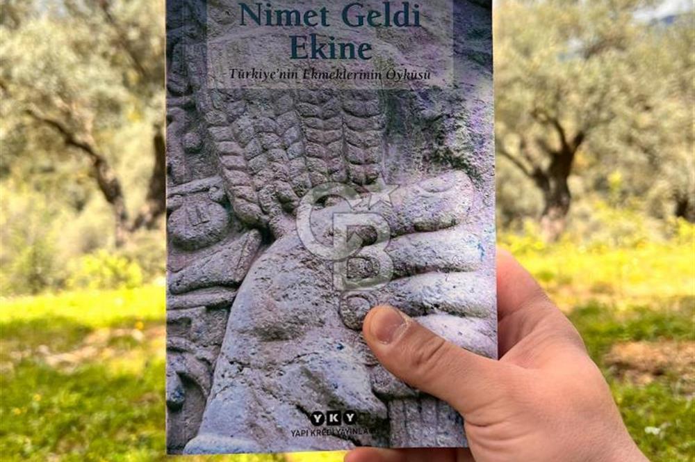 Bayındır Çamlıbel 6367m² Tek Tapu, Yola Cephe Satılık Zeytinlik