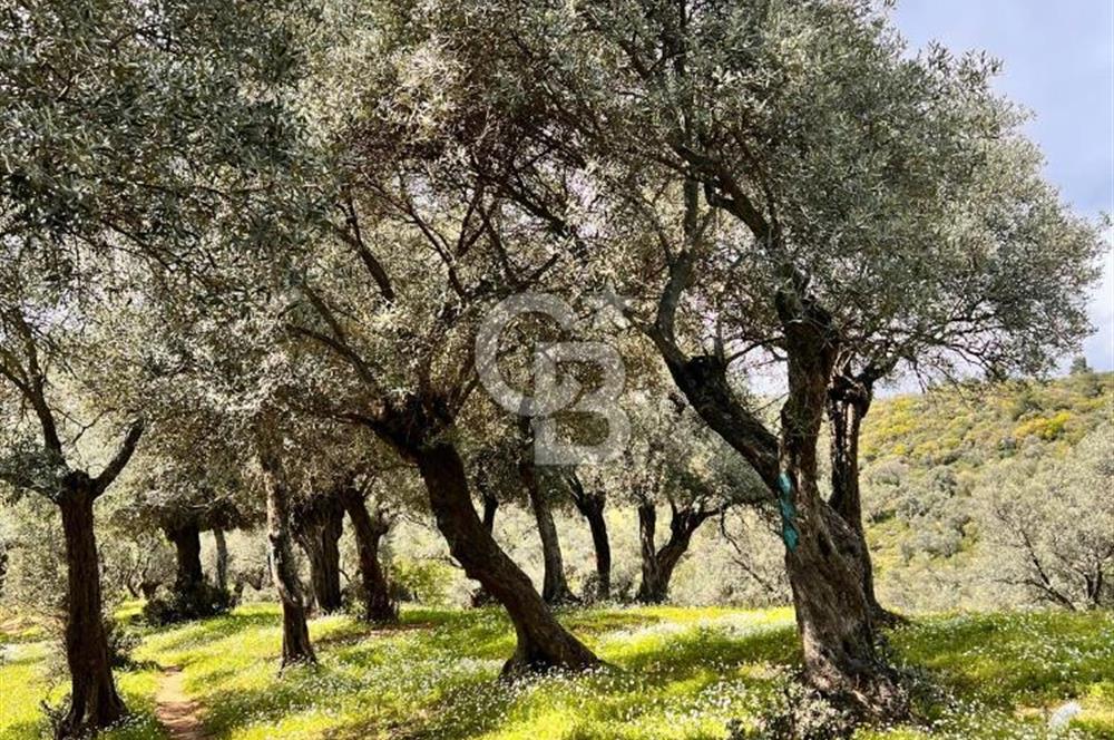 Bayındır Çamlıbel 6367m² Tek Tapu, Yola Cephe Satılık Zeytinlik