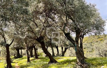 Bayındır Çamlıbel 6367m² Tek Tapu, Yola Cephe Satılık Zeytinlik