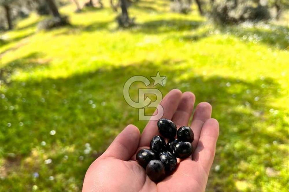 Bayındır Çamlıbel 6367m² Tek Tapu, Yola Cephe Satılık Zeytinlik