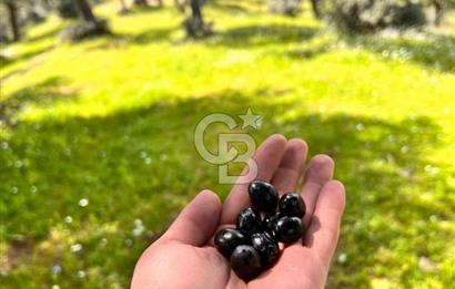 Bayındır Çamlıbel 6367m² Tek Tapu, Yola Cephe Satılık Zeytinlik