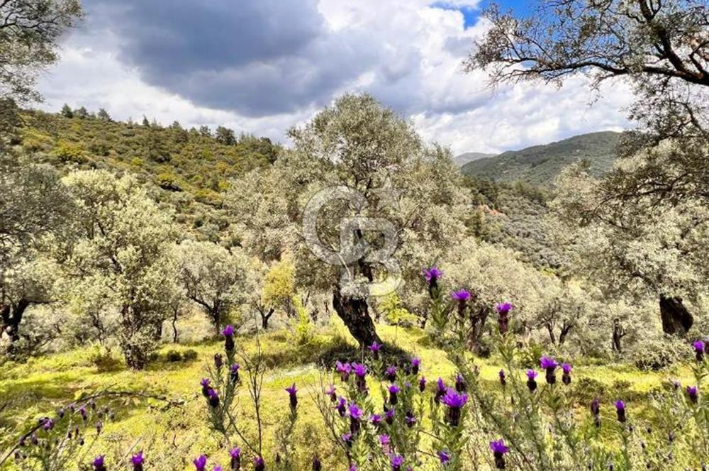 Bayındır Çamlıbel 6367m² Tek Tapu, Yola Cephe Satılık Zeytinlik