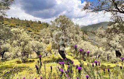 Bayındır Çamlıbel 6367m² Tek Tapu, Yola Cephe Satılık Zeytinlik