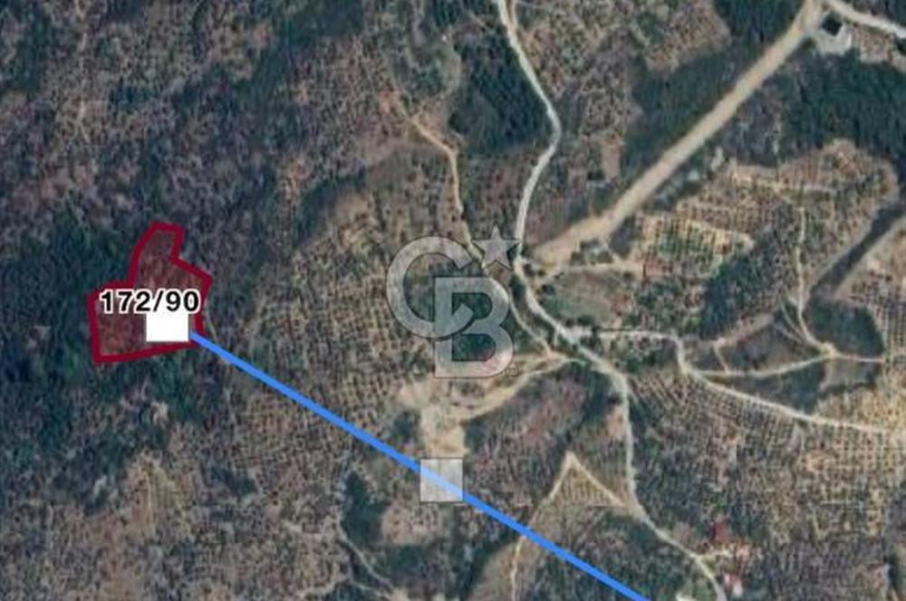 Bayındır Çamlıbel 6367m² Tek Tapu, Yola Cephe Satılık Zeytinlik