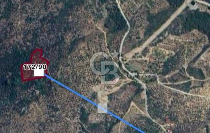 Bayındır Çamlıbel 6367m² Tek Tapu, Yola Cephe Satılık Zeytinlik