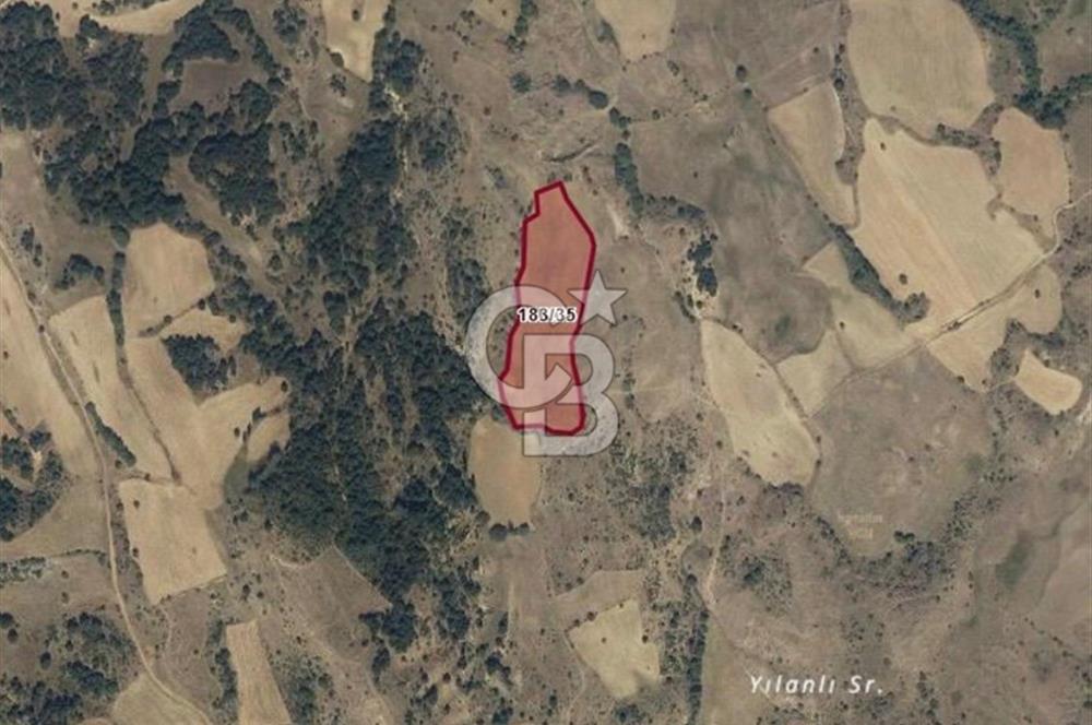 MUSELAND'DAN UŞAK'TA 20 DÖNÜM YATIRIMLIK TARLA