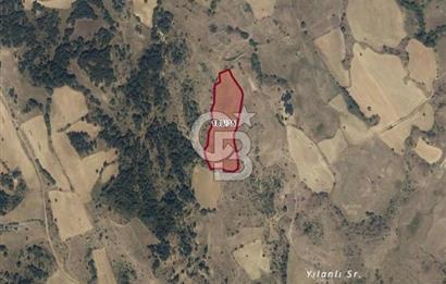 MUSELAND'DAN UŞAK'TA 20 DÖNÜM YATIRIMLIK TARLA