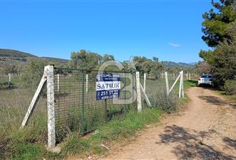 Çapakta satılık zeytinlik - 4 - 321011